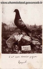 CPA - dernier pigeon Raynal