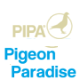Pigeon Paradise - Belgique